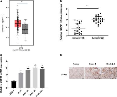 De-Ubiquitinating Enzymes USP21 Regulate MAPK1 Expression by Binding to Transcription Factor GATA3 to Regulate Tumor Growth and Cell Stemness of Gastric Cancer